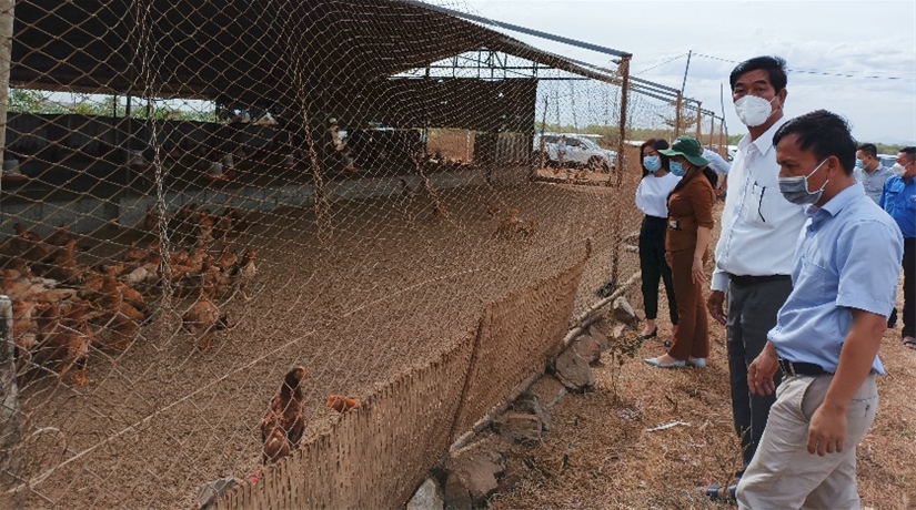 Đồng chí Bí thư Huyện ủy đi thăm mô hình kết hợp nuôi gà đồi + heo lai + trồng dừa ở xã Hàm Cường